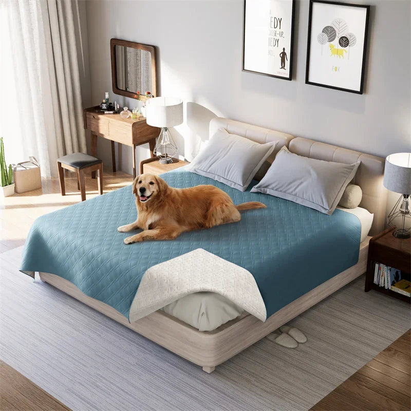 Dog lying on a bed with a blue blanket in a well-lit bedroom.
